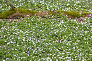 Anemone nemorosa is an early-spring flowering plant