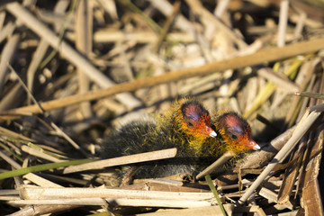 Chicks of Eurasian coot (Fulica atra) in the nest