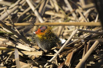 Chick of Eurasian coot (Fulica atra) in the nest