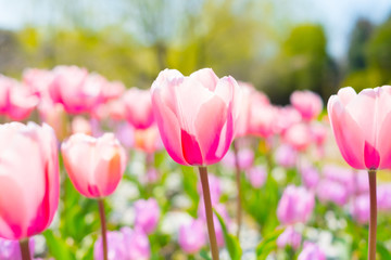Obraz premium close up of tulip