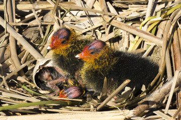 Chicks of Eurasian coot (Fulica atra) in the nest with egg