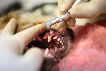 teeth cleaning in dogs