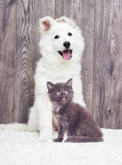 puppy and kitten