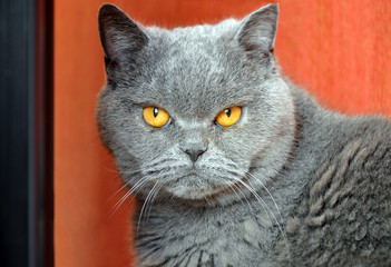 Portrait of British Short hair blue cat with yellow eyes. Resentful look.