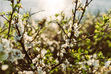 White blossoms on branches - spring and summer