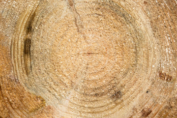 Naklejka premium wood age circle