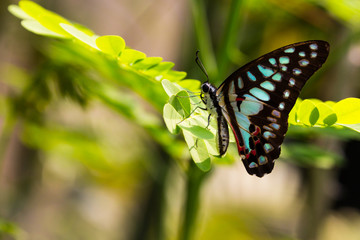 Butterfly sitting on some leaves