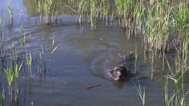 Dog of breed drathaar swims in the lake. Slow motion.