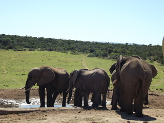 Addo Elephant Park, South Africa. The males are often alone, the females live in groups with young elephants. Due to a mutation in the breed, the females do not have butt teeth.