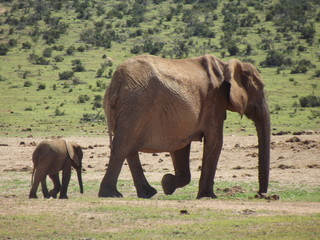 Addo Elephant Park, South Africa. The males are often alone, the females live in groups with young elephants. Due to a mutation in the breed, the females do not have butt teeth.