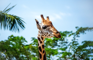 The giraffe's head on a long neck on the background of green trees on a Sunny day. The horizontal frame.