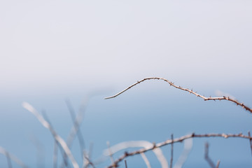 Branches with spines