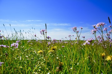 Obraz premium Blumenwiese im Frühling