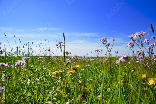 "Blumenwiese im Frühling" Stockfotos und lizenzfreie Bilder auf Fotolia