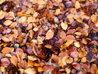 we are playing with autumn leaves