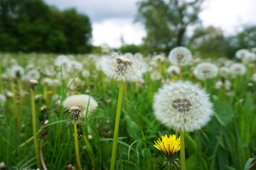 Green meadow with white dandelions