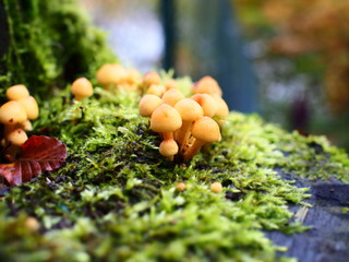 My tiny mushroom Houses