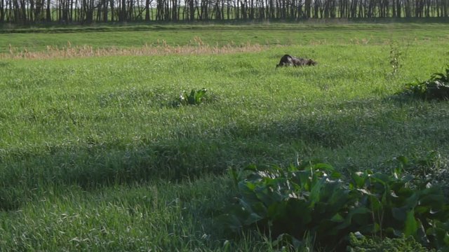 Dog of breed drathaar hunting in green field. Hunting scene. Slow motion.