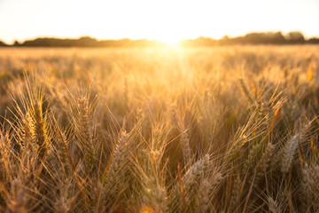 Barley Farm Field at Golden Sunset or Sunrise - 150193211