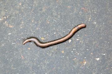 Earthworm in water

