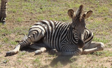 Fototapeta na wymiar Addo Elephant Park, South Africa. The zebras in the park are the true savannah zebras with their shadow lines.