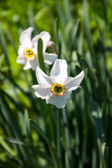 White narcissus flower on flowerbed in garden. Narcissus poeticus