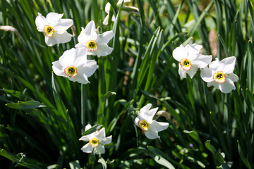 White narcissus flower on flowerbed in garden. Narcissus poeticus