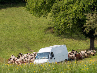 Schafherde auf der Weide