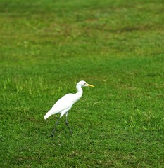 Eastern Great Egret