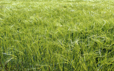 Green wheat field in spring in a rainy day