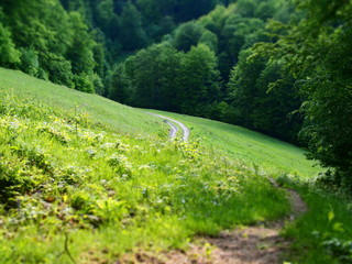 Naklejka premium a path on the hill