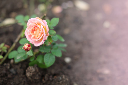 Zarte Rose als Hintergrund
