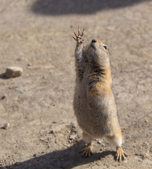 Arctic Ground Squirrel