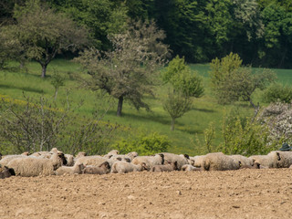 Obraz premium Schafherde auf der Weide