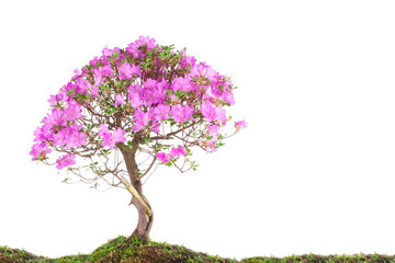 Obraz premium Japanese azaleas spring flowers on a white background