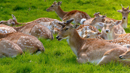 Horde of Resting Deer Shallow Depth of Field Spring Nature Photography