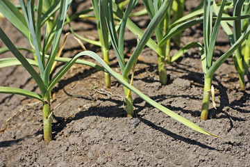 Green garlic in the garden.