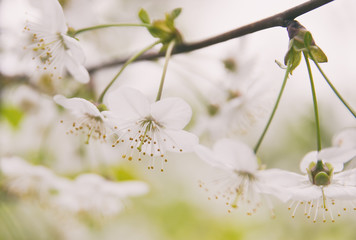 White flowers plummy mirabelle.
