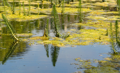 Fototapeta na wymiar Pond Plant Life Shallow Depth of Field Spring Nature Photography