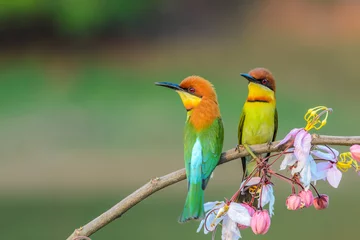  Kastanjekopbijeneter of Merops leschenaulti, mooie vogel op tak met kleurrijke achtergrond. © Narupon