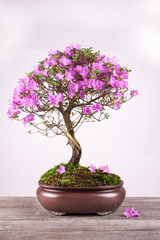 Spring flowers of the Japanese azalea bonsai in a bowld