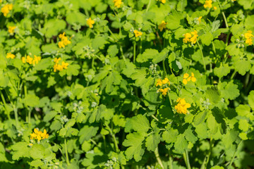 Flowering of celandine. Yellow flowers, green stems and leaves.