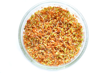 Sprouts of garden cress