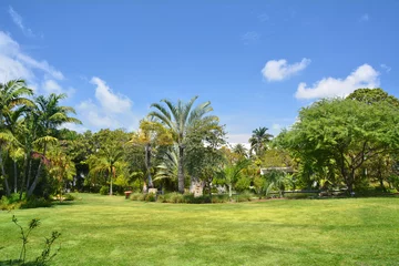Muurstickers Botanical garden in Miami © Studio Barcelona