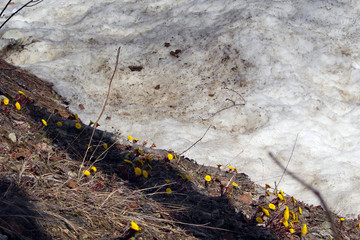 Early yellow spring flowers