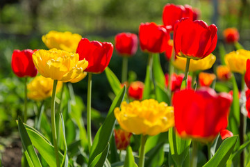 Fototapeta na wymiar Blooming red and yellow tulips