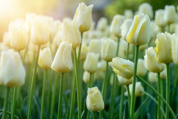 Afwasbaar Fotobehang Tulp White tulips