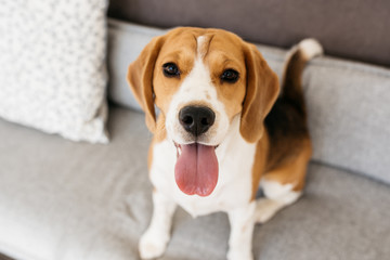 A portrait of a beagle dog. Sitting on the couch, sticking out her tongue and looking into the camera - obrazy, fototapety, plakaty