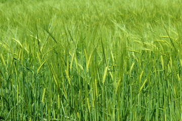 Green wheat field in spring in a rainy day