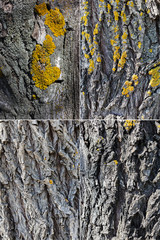 texture of an old tree closeup